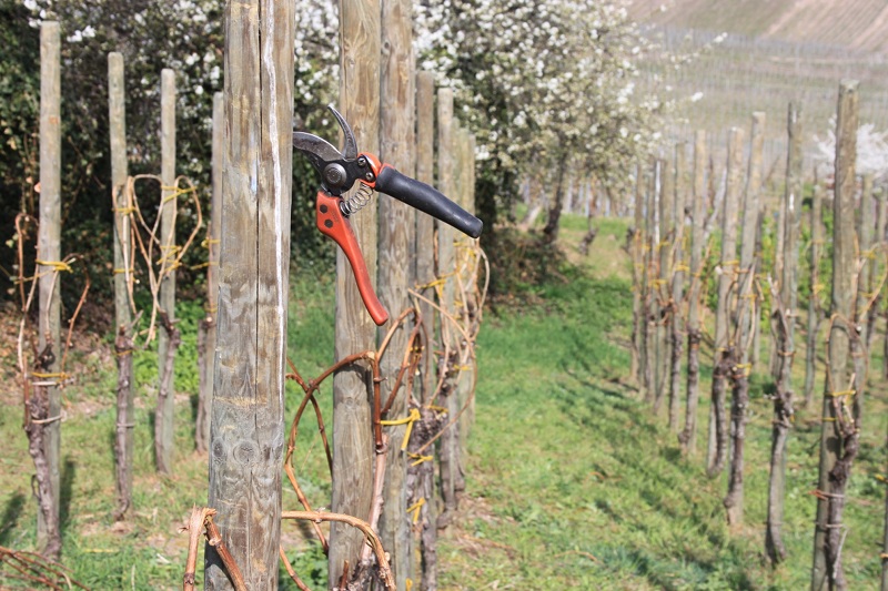 Taille et liage de la vigne de la Confrérie