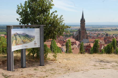 Panneau sentier viticole de Dambach-la-Ville